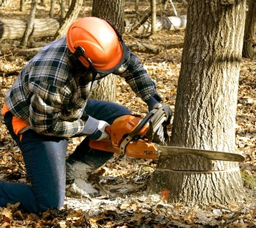 Tree Removal in Shamrock, TX